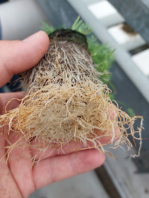 plant roots in hydroponis NFT.jpg